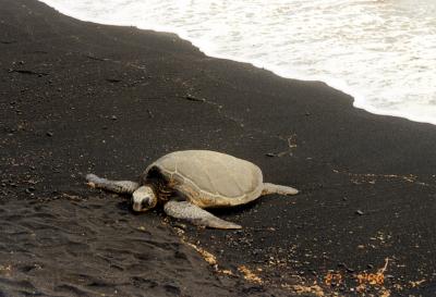 Big Island Black Beach in Hapuna 2.JPG